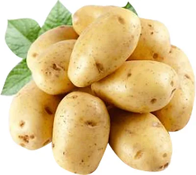 Картошка (картофель)